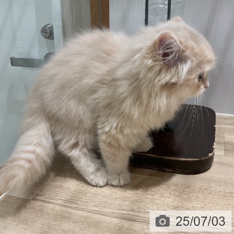 ラガマフィンの写真