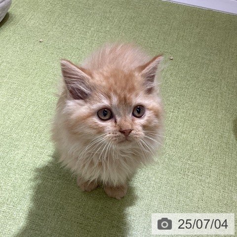 ラガマフィンの写真