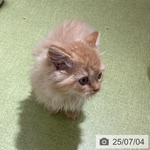 ラガマフィンの写真
