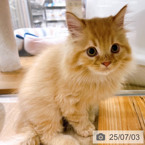 ラガマフィンの写真