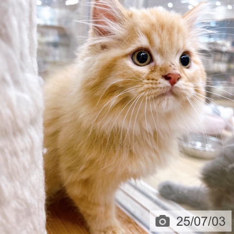 ラガマフィンの写真