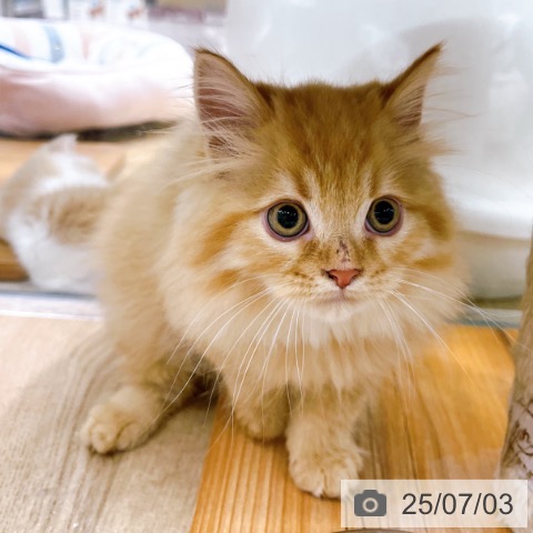 ラガマフィンの写真
