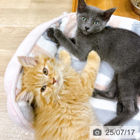 ラガマフィンの写真