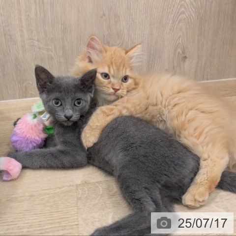 ラガマフィンの写真