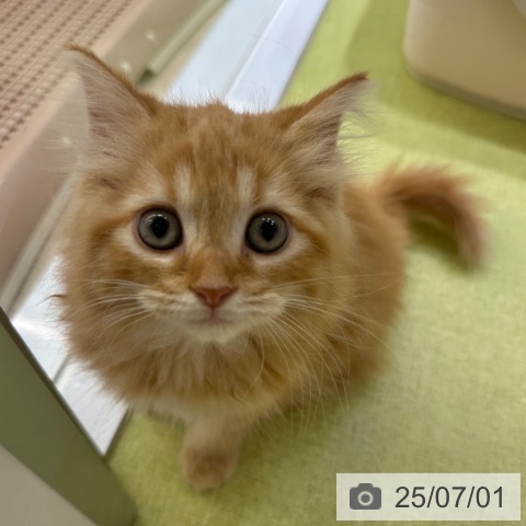 ラガマフィンの写真