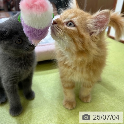 ラガマフィンの写真