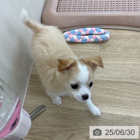 チワワの写真