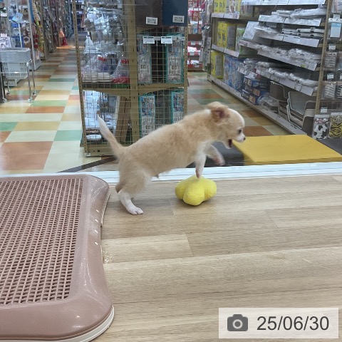 チワワの写真
