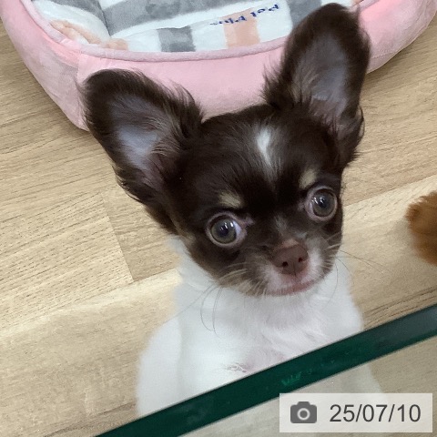 チワワの写真