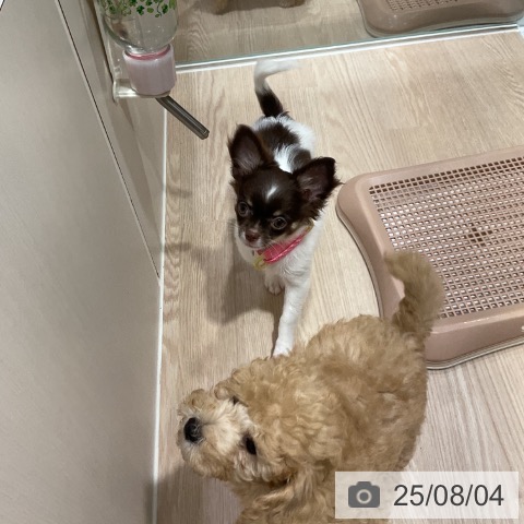 チワワの写真