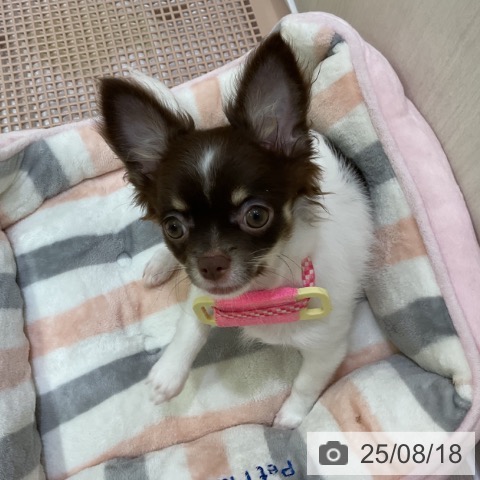 チワワの写真