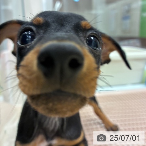 ミニチュア・ピンシャーの写真
