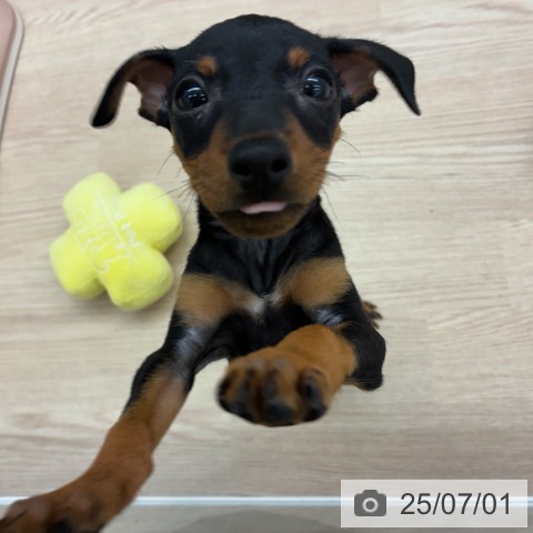 ミニチュア・ピンシャーの写真