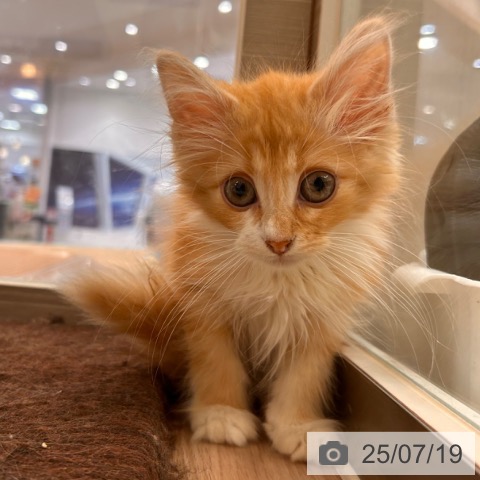 ノルウェージャンフォレストキャットの写真