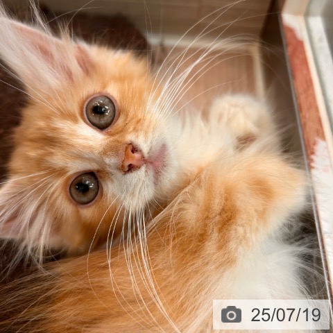 ノルウェージャンフォレストキャットの写真