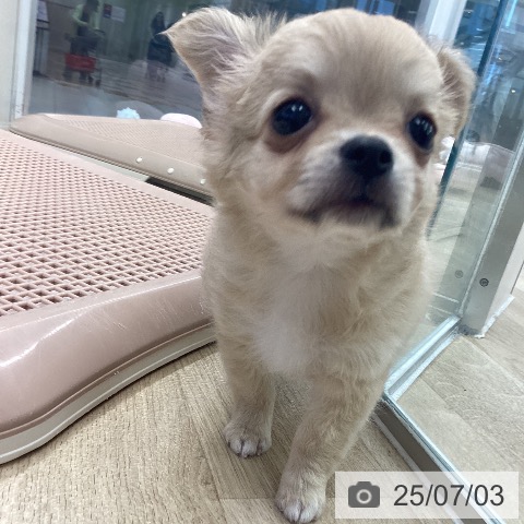 チワワの写真