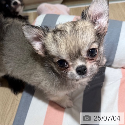チワワの写真