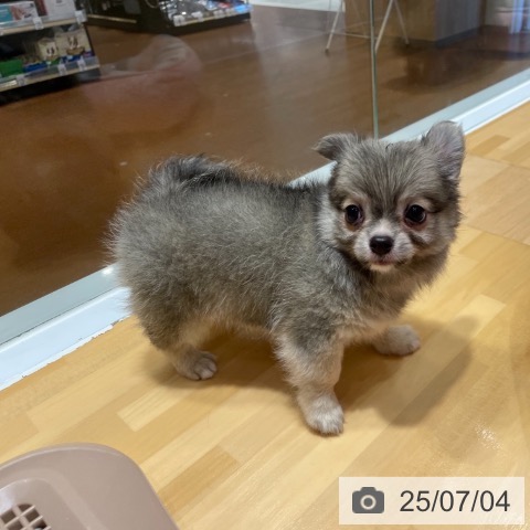 チワワの写真