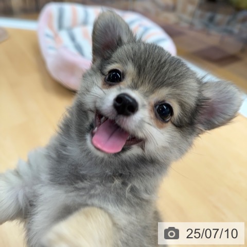 チワワの写真