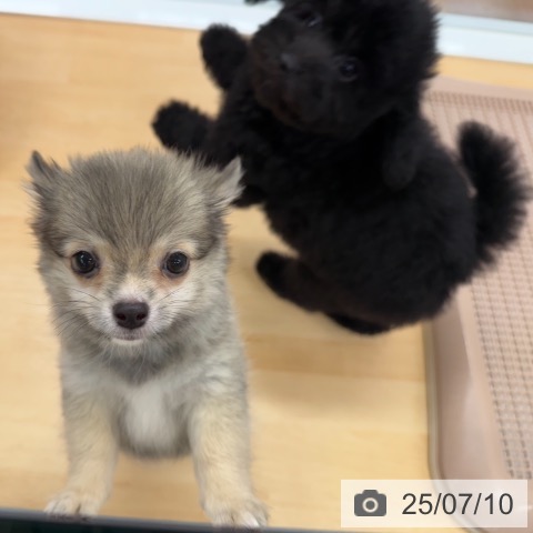 チワワの写真