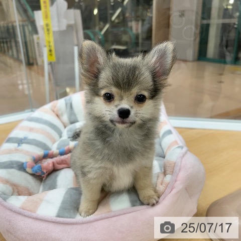 チワワの写真