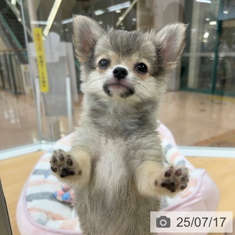 チワワの写真