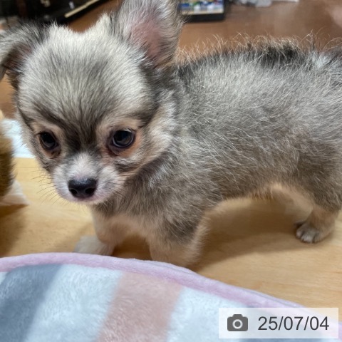 チワワの写真
