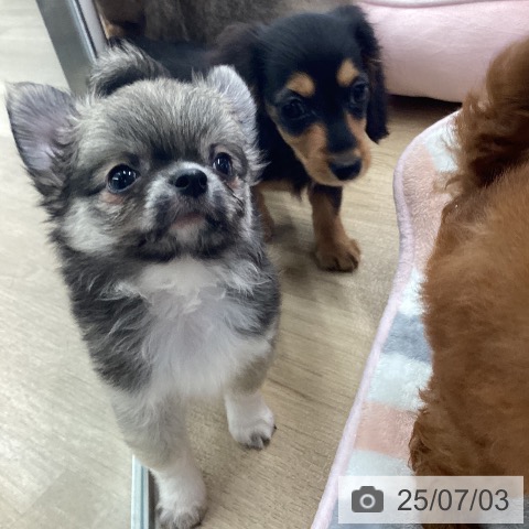 チワワの写真