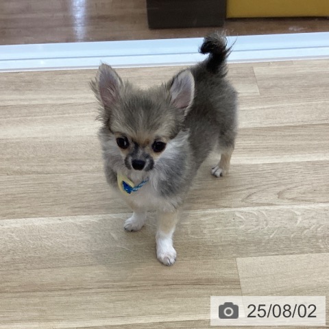 チワワの写真