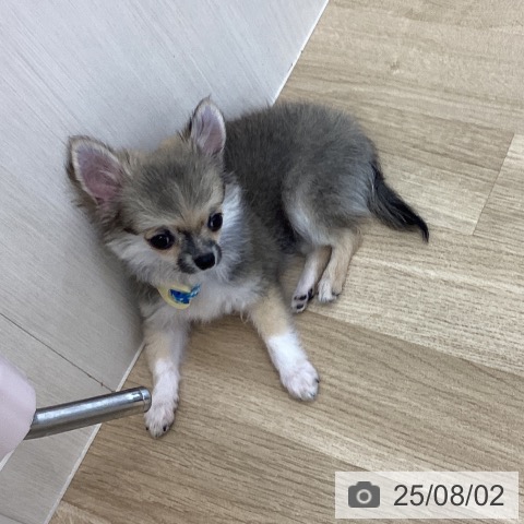 チワワの写真