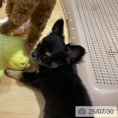 チワワの写真