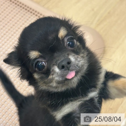 チワワの写真