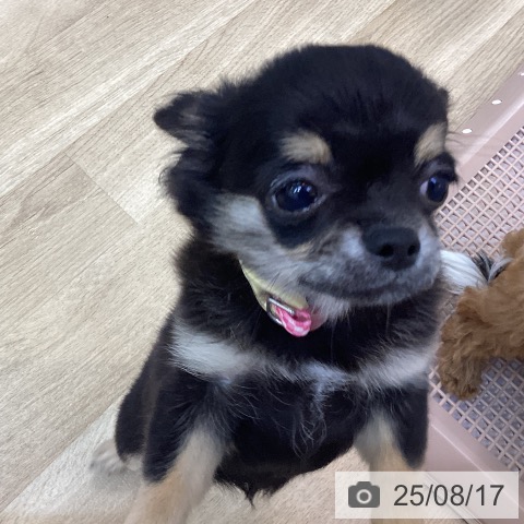 チワワの写真