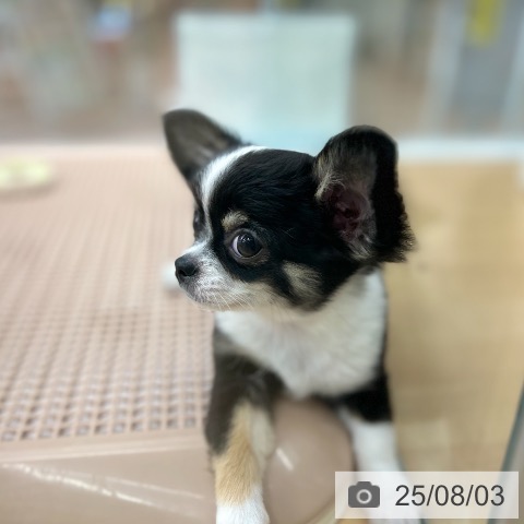 チワワの写真