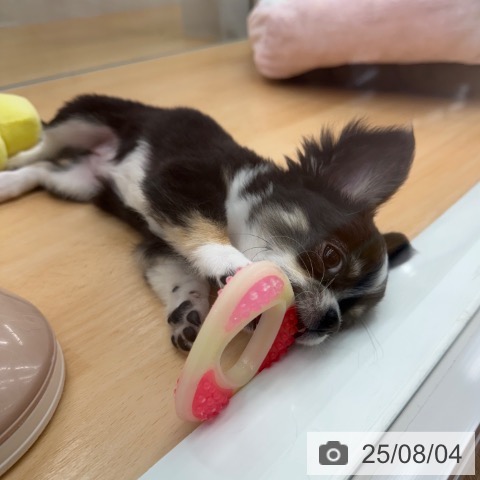 チワワの写真