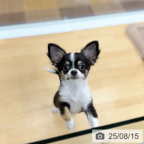 チワワの写真
