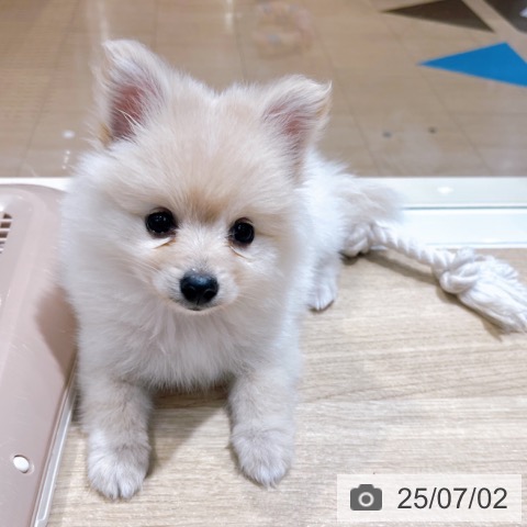 ポメラニアンの写真