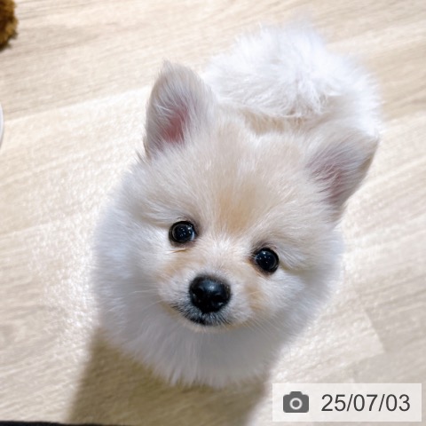 ポメラニアンの写真