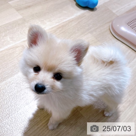 ポメラニアンの写真