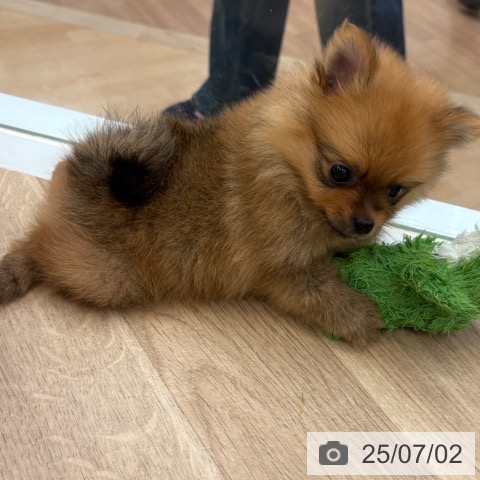 ポメラニアンの写真