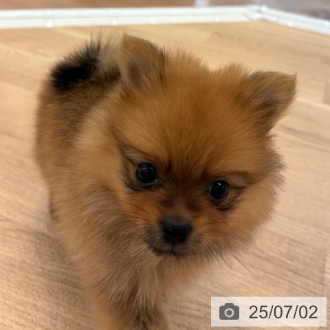 ポメラニアンの写真