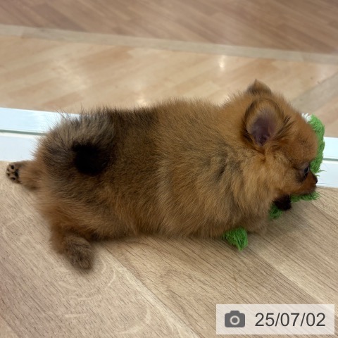 ポメラニアンの写真