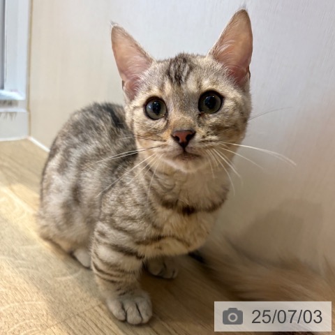 マンチカンの写真