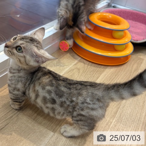 マンチカンの写真