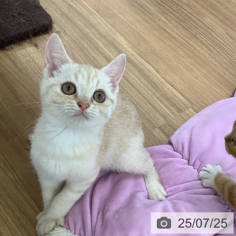 マンチカンの写真