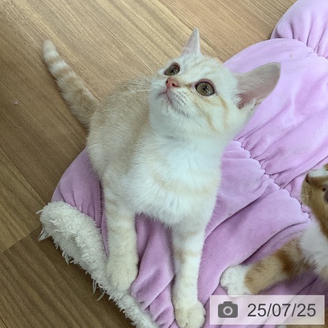 マンチカンの写真