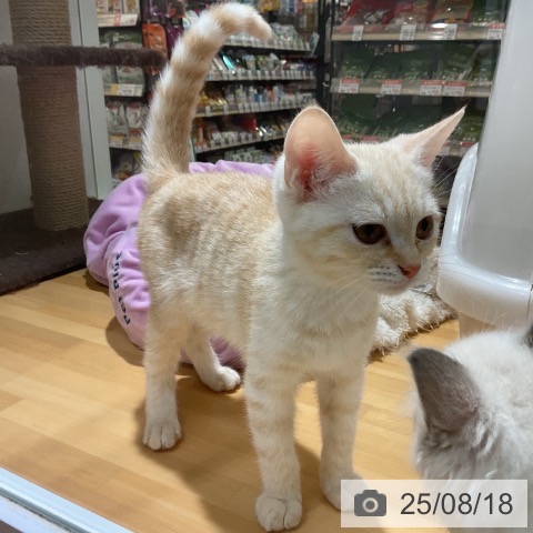 マンチカンの写真