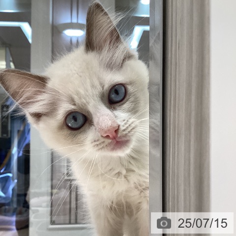 ラグドールの写真