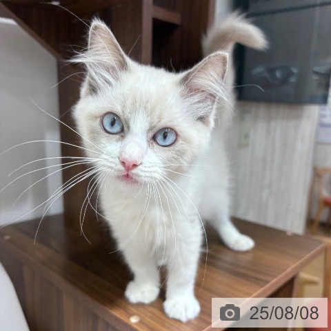 ラグドールの写真