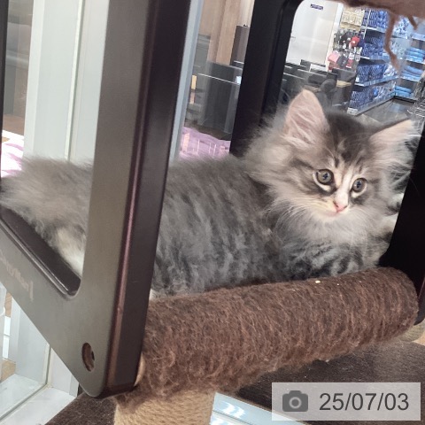 ノルウェージャンフォレストキャットの写真